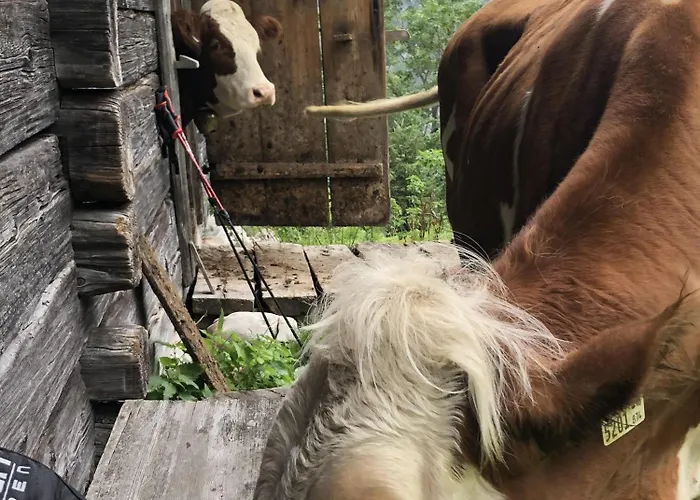 Apartment Haus Steinberg