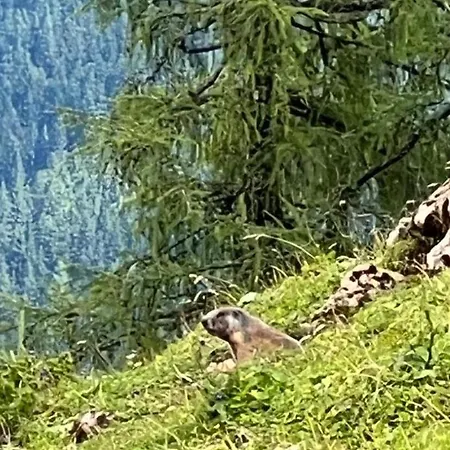 Haus Steinberg 公寓 *