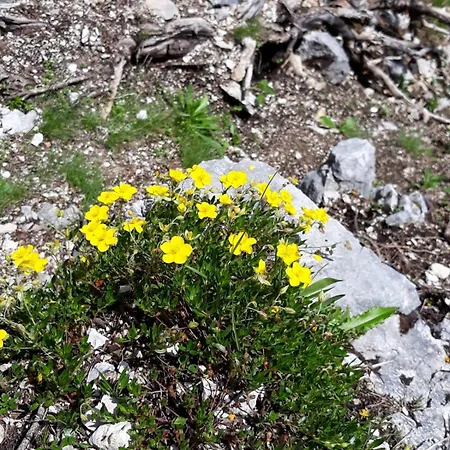 Haus Steinberg Waidring