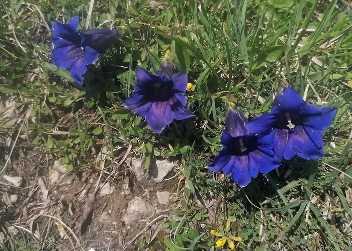 Appartamento Haus Steinberg *