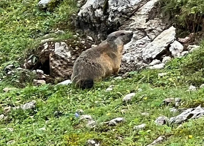 Appartamento Haus Steinberg Waidring