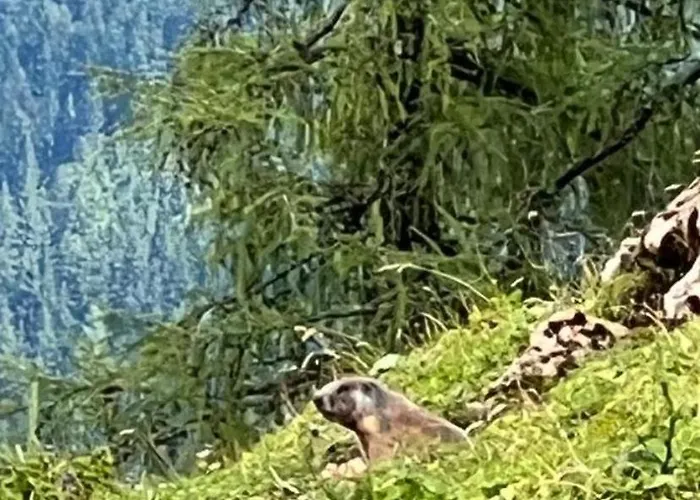 Haus Steinberg Appartamento *